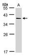 Aldo-Keto Reductase Family 7 Member A3 antibody, GTX106613, GeneTex, Western Blot image 