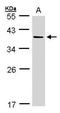 Afar antibody, GTX106613, GeneTex, Western Blot image 