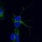 Cyclin L1 antibody, orb215237, Biorbyt, Immunohistochemistry paraffin image 
