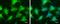 Glyoxalase I antibody, NBP2-43618, Novus Biologicals, Immunofluorescence image 