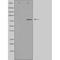 Zinc Finger CCCH-Type Containing 11A antibody, orb227149, Biorbyt, Western Blot image 