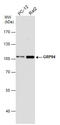 Heat Shock Protein 90 Beta Family Member 1 antibody, GTX103232, GeneTex, Western Blot image 