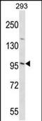 Elastin Microfibril Interfacer 3 antibody, PA5-48617, Invitrogen Antibodies, Western Blot image 