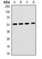 Hemopexin antibody, orb340945, Biorbyt, Western Blot image 