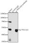 p53 antibody, AE00220, Aeonian Biotech, Immunoprecipitation image 