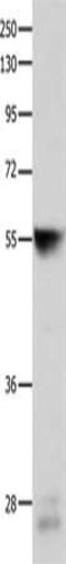Cytochrome P450 3A4 antibody, CSB-PA178836, Cusabio, Western Blot image 