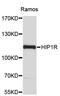 Huntingtin Interacting Protein 1 Related antibody, STJ23947, St John