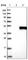 Cellular Communication Network Factor 3 antibody, HPA019684, Atlas Antibodies, Western Blot image 