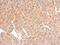 Tetraspanin 3 antibody, NBP2-20604, Novus Biologicals, Immunohistochemistry frozen image 