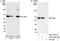 Target Of Myb1 Membrane Trafficking Protein antibody, A301-362A, Bethyl Labs, Immunoprecipitation image 