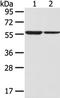 SLC7A11 antibody, TA351958, Origene, Western Blot image 