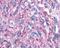 Glutamate Metabotropic Receptor 4 antibody, NLS909, Novus Biologicals, Immunohistochemistry frozen image 