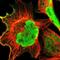 Retrotransposon Gag Like 4 antibody, NBP1-81888, Novus Biologicals, Immunofluorescence image 