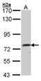 Quiescin Sulfhydryl Oxidase 1 antibody, NBP1-33198, Novus Biologicals, Western Blot image 