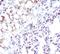 Stearoyl-CoA Desaturase antibody, MA5-14885, Invitrogen Antibodies, Immunohistochemistry frozen image 