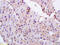 CD36 Molecule antibody, GTX60300, GeneTex, Immunohistochemistry paraffin image 