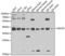 MTOR Associated Protein, LST8 Homolog antibody, LS-C331228, Lifespan Biosciences, Western Blot image 