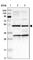 Apoptosis And Caspase Activation Inhibitor antibody, HPA020863, Atlas Antibodies, Western Blot image 