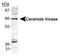 Ceramide Kinase antibody, PA1-16963, Invitrogen Antibodies, Western Blot image 