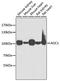 Amiloride-sensitive amine oxidase [copper-containing] antibody, A08386, Boster Biological Technology, Western Blot image 