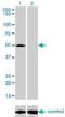 Lysosomal acid phosphatase antibody, orb94613, Biorbyt, Western Blot image 