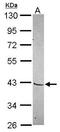 Mohawk Homeobox antibody, GTX119679, GeneTex, Western Blot image 