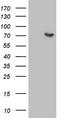 Coagulation Factor XII antibody, TA807269S, Origene, Western Blot image 