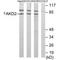 FAST Kinase Domains 2 antibody, A08036, Boster Biological Technology, Western Blot image 