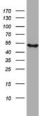 NADH:Ubiquinone Oxidoreductase Core Subunit S2 antibody, MA5-26534, Invitrogen Antibodies, Western Blot image 