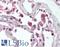 Toll Like Receptor 9 antibody, LS-B2341, Lifespan Biosciences, Immunohistochemistry frozen image 