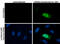 Jumonji/ARID domain-containing protein 2 antibody, GTX129020, GeneTex, Immunofluorescence image 