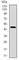 Argininosuccinate Synthase 1 antibody, ab124465, Abcam, Western Blot image 