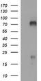 Mucosal Vascular Addressin Cell Adhesion Molecule 1 antibody, LS-C338271, Lifespan Biosciences, Western Blot image 