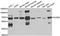 Poly(U) Binding Splicing Factor 60 antibody, orb247585, Biorbyt, Western Blot image 