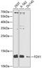 Ferredoxin 1 antibody, 23-918, ProSci, Western Blot image 