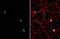 Actin Like 6B antibody, NBP2-15269, Novus Biologicals, Immunofluorescence image 