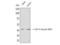 E2F Transcription Factor 4 antibody, STJ90140, St John