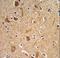 Integrin Subunit Alpha 6 antibody, LS-C168548, Lifespan Biosciences, Immunohistochemistry frozen image 