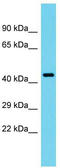 Tuftelin 1 antibody, TA333886, Origene, Western Blot image 