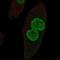 Zona Pellucida Like Domain Containing 1 antibody, NBP2-69042, Novus Biologicals, Immunofluorescence image 