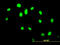 GA Binding Protein Transcription Factor Subunit Alpha antibody, LS-C133213, Lifespan Biosciences, Immunofluorescence image 
