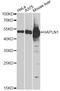 Hyaluronan And Proteoglycan Link Protein 1 antibody, STJ28699, St John