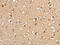 Serine Incorporator 2 antibody, CSB-PA111655, Cusabio, Immunohistochemistry frozen image 