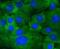 Mitogen-Activated Protein Kinase Kinase 1 antibody, NBP2-67522, Novus Biologicals, Immunocytochemistry image 