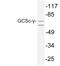 Glutamate-Cysteine Ligase Catalytic Subunit antibody, LS-C177279, Lifespan Biosciences, Western Blot image 