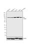 Arylsulfatase Family Member K antibody, 40-7300, Invitrogen Antibodies, Western Blot image 