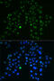 G Protein Nucleolar 3 antibody, 22-239, ProSci, Immunofluorescence image 