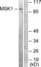 Ribosomal Protein S6 Kinase A5 antibody, LS-B8032, Lifespan Biosciences, Western Blot image 