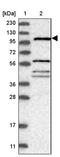 Tubulin Tyrosine Ligase Like 4 antibody, PA5-55500, Invitrogen Antibodies, Western Blot image 