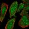 Interleukin 37 antibody, HPA057950, Atlas Antibodies, Immunocytochemistry image 